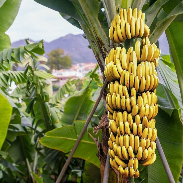 10 vertus de la banane sur la santé 