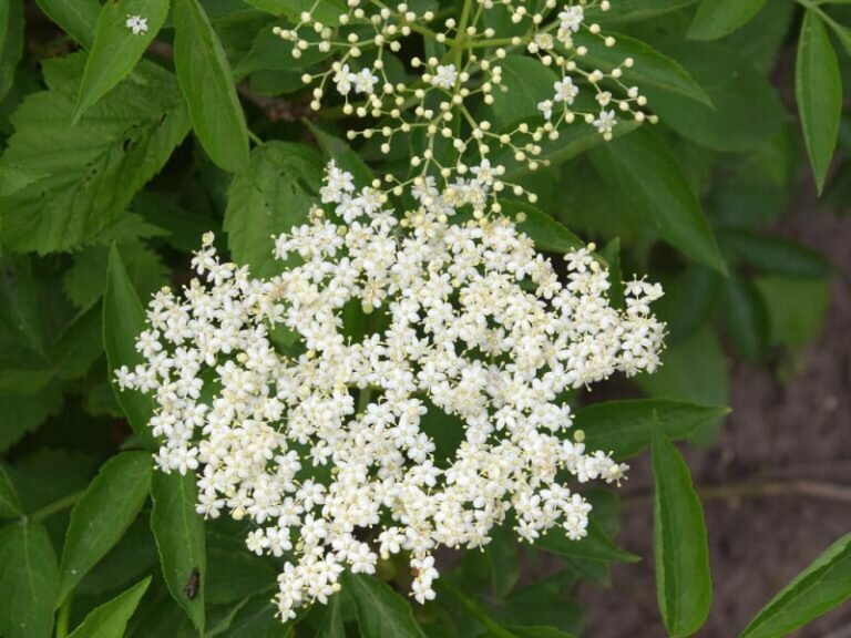 Les Bienfaits de la fleur de sureau pour la santé